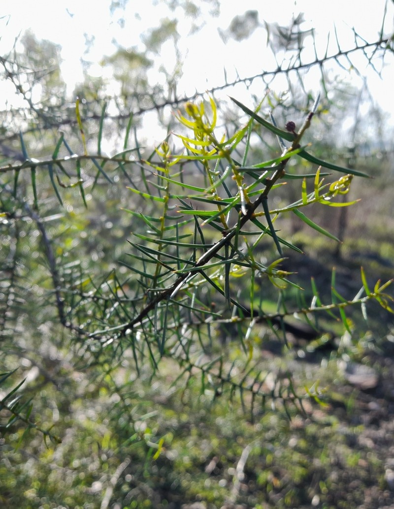 Acacia rupicola photo 7