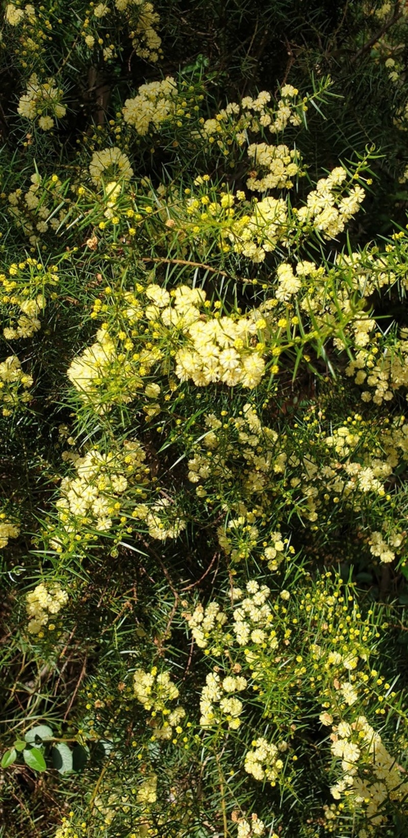 Acacia rupicola photo 8