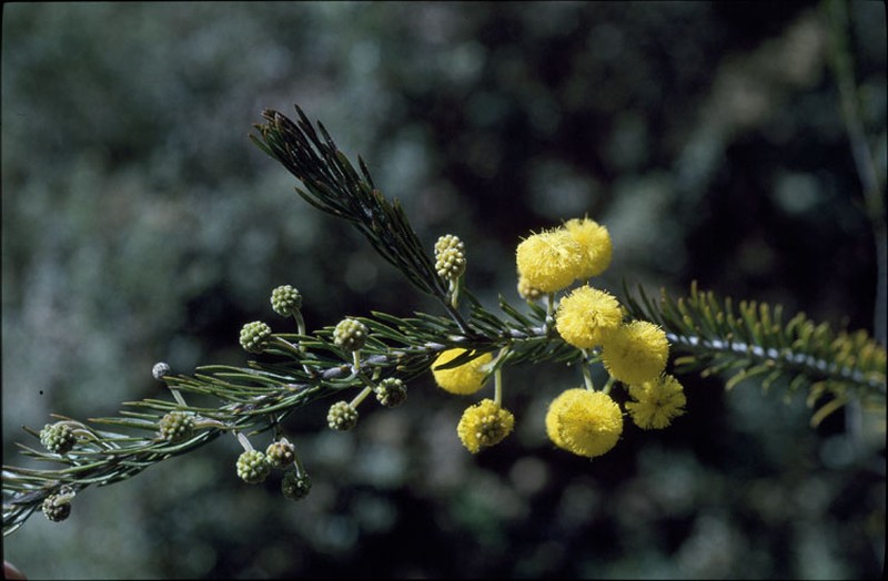 Acacia ruppii