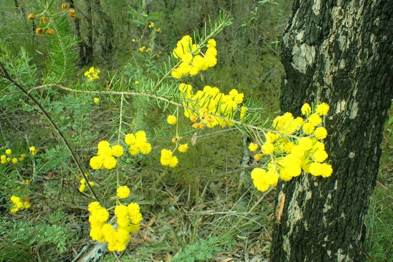 Acacia ruppii photo 2