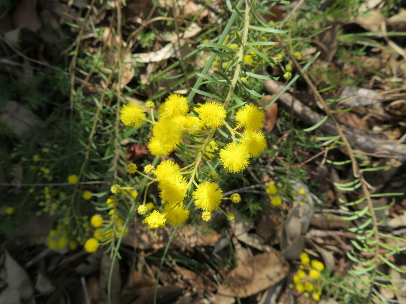 Acacia ruppii photo 3