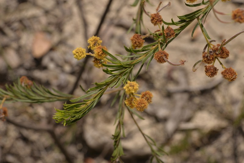 Acacia ruppii photo 4