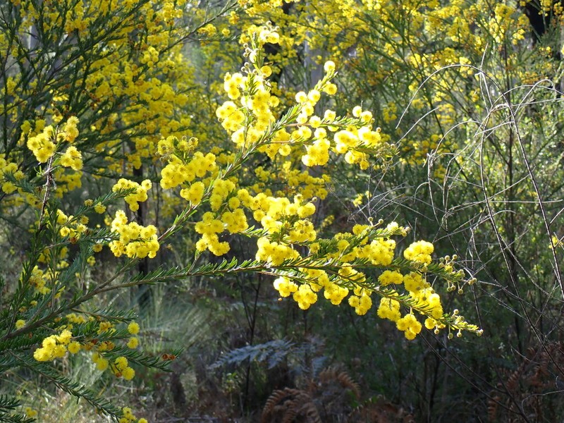 Acacia ruppii photo 5
