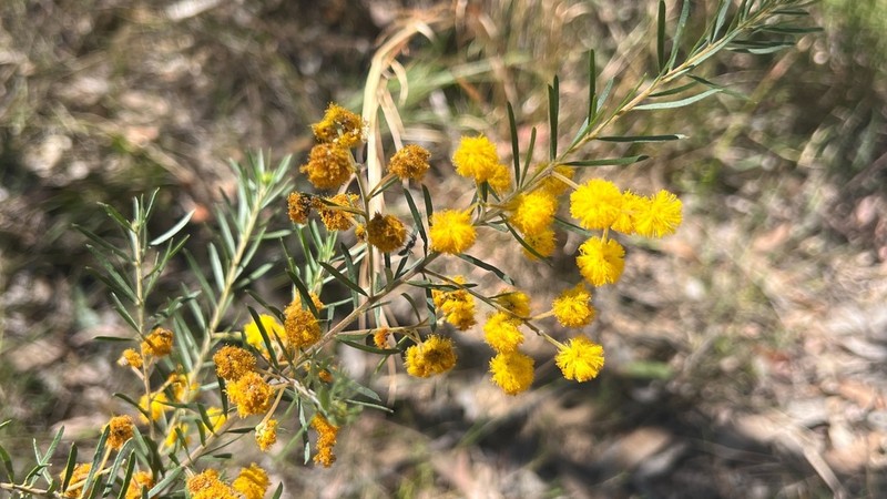 Acacia ruppii photo 6