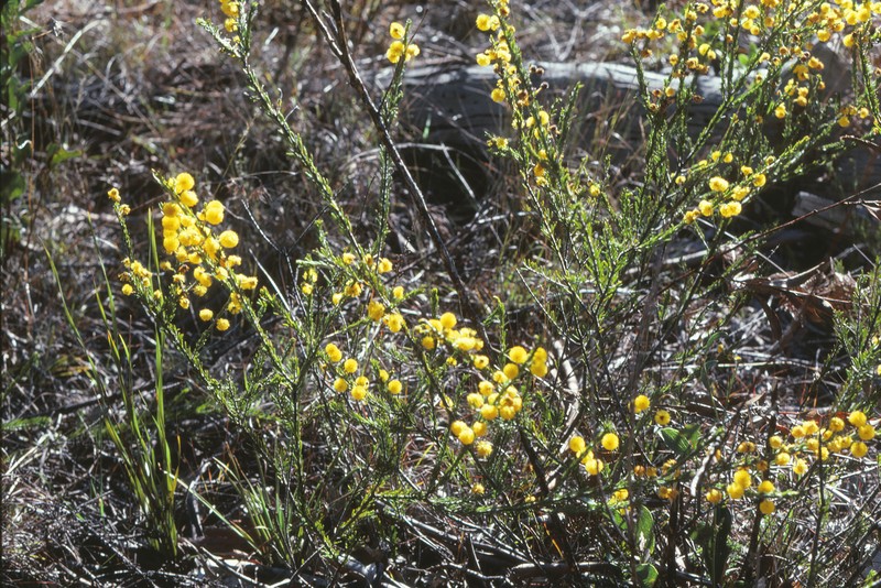 Acacia ruppii photo 7
