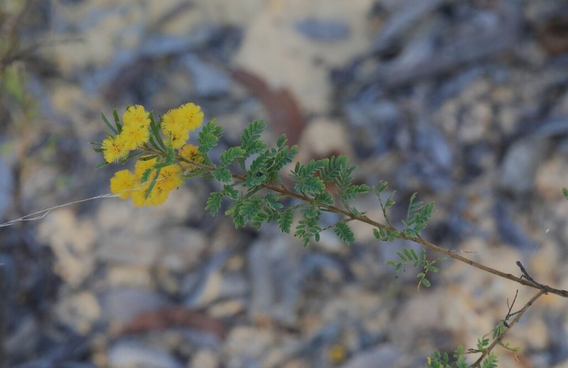 Acacia ruppii photo 8