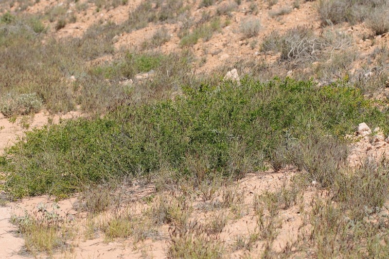 Acacia ryaniana photo 2