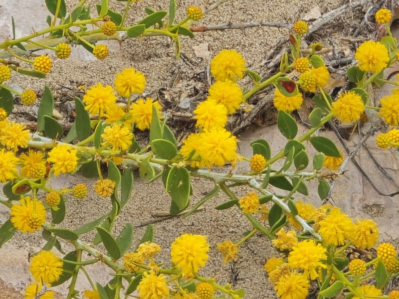 Acacia ryaniana photo 3
