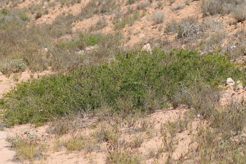 Acacia ryaniana photo 5