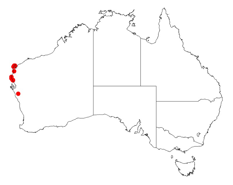 Acacia ryaniana