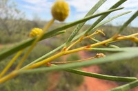 Acacia sabulosa