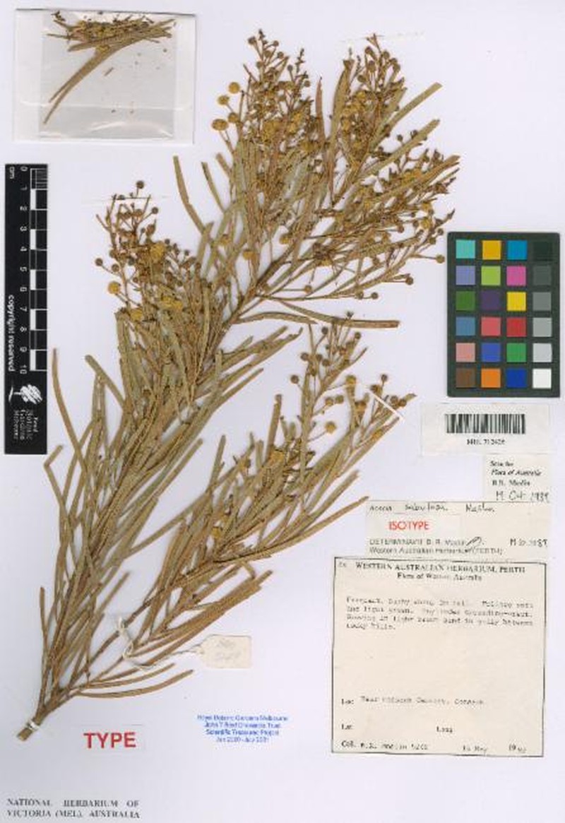 Acacia sabulosa photo 2