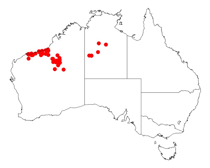 Acacia sabulosa