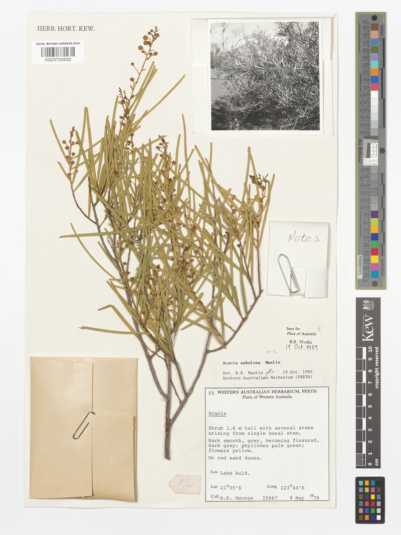 Acacia sabulosa photo 2