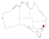 Acacia saliciformis
