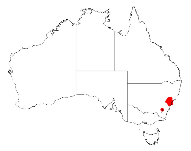 Acacia saliciformis