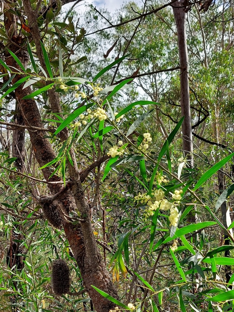 Acacia saliciformis photo 2