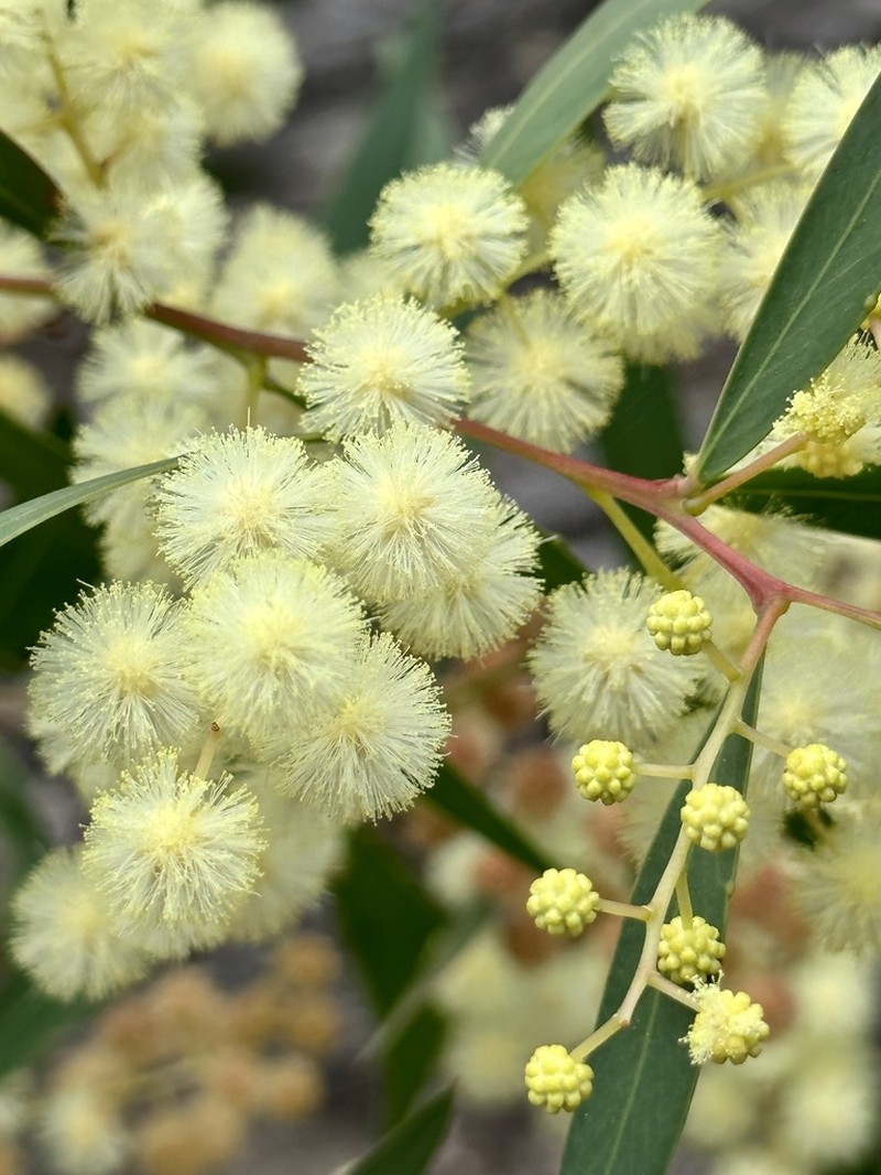 Acacia saliciformis photo 3