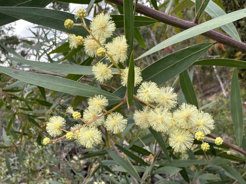 Acacia saliciformis photo 5