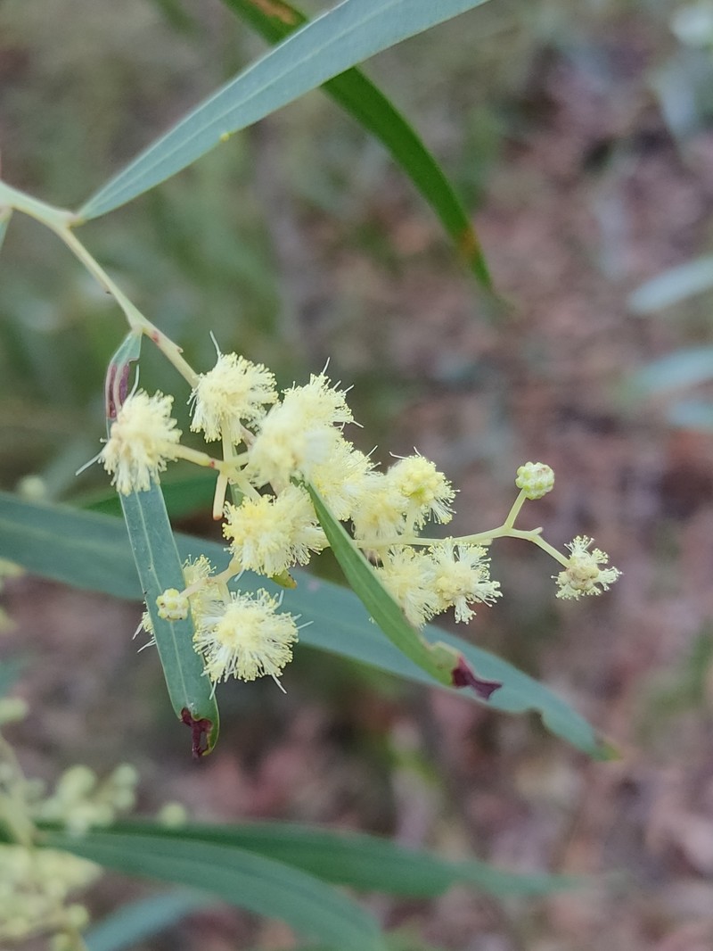 Acacia saliciformis photo 6