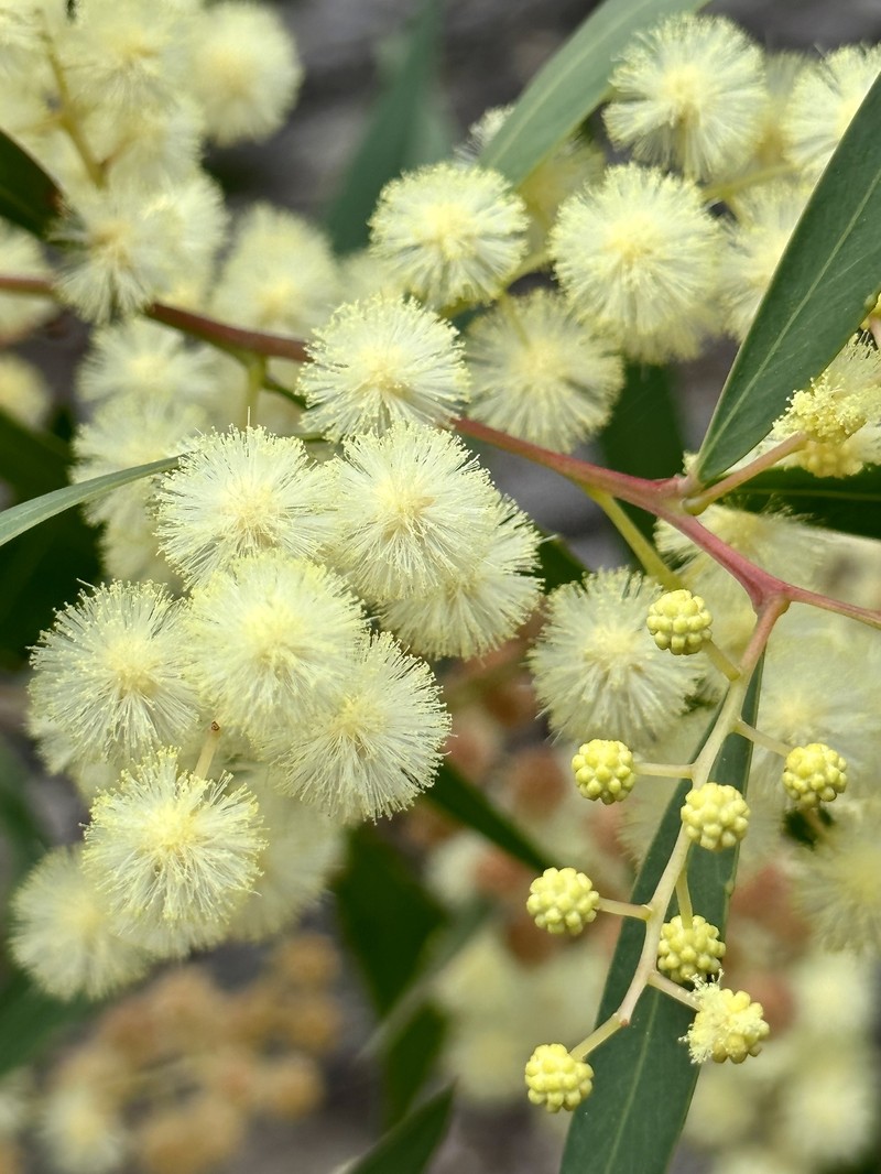 Acacia saliciformis photo 7