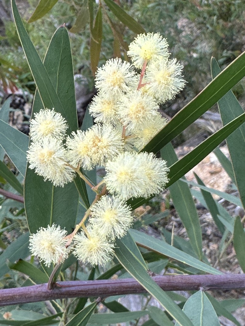 Acacia saliciformis photo 8