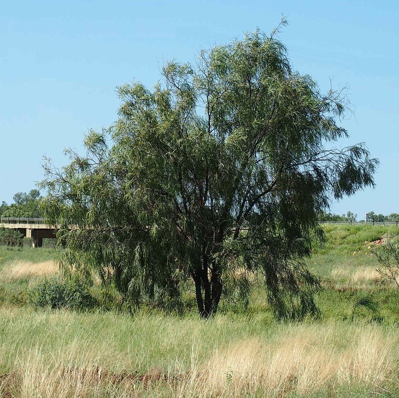 Cooba photo 5