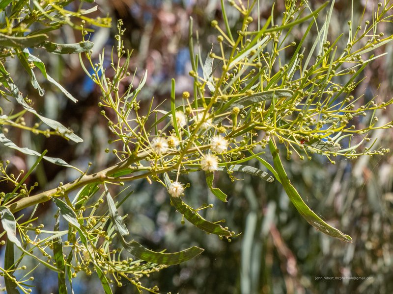 Cooba photo 6