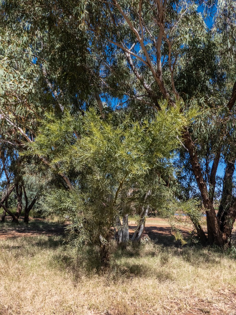 Cooba photo 7