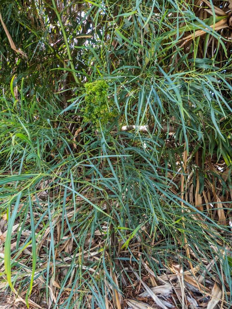 Cooba photo 8