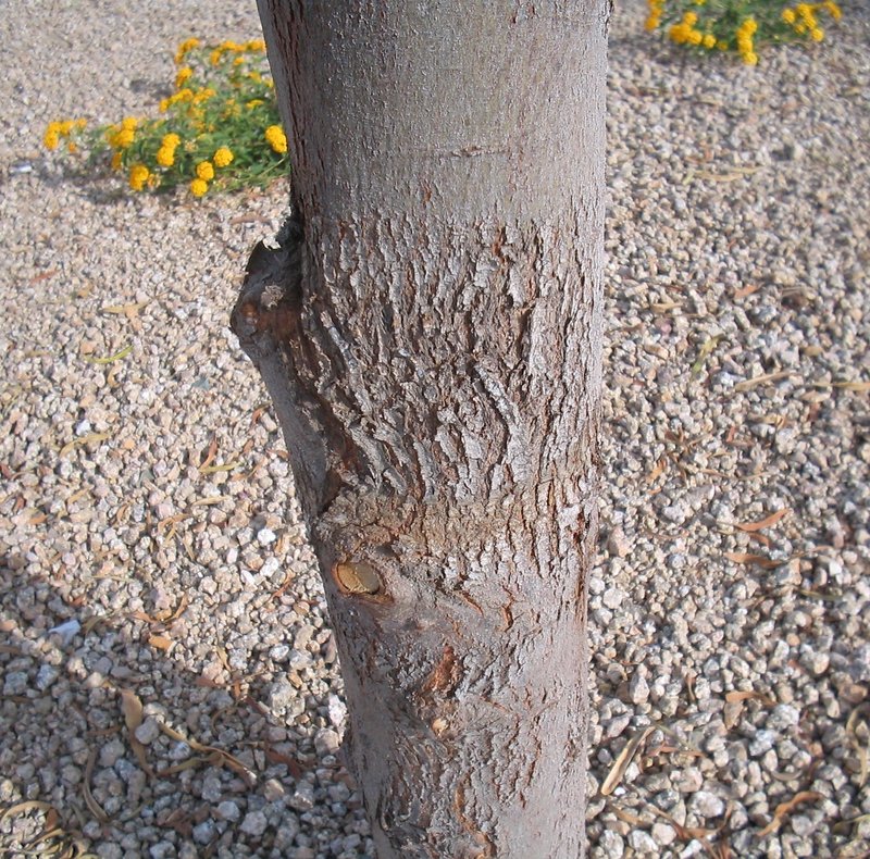 Cooba photo 2