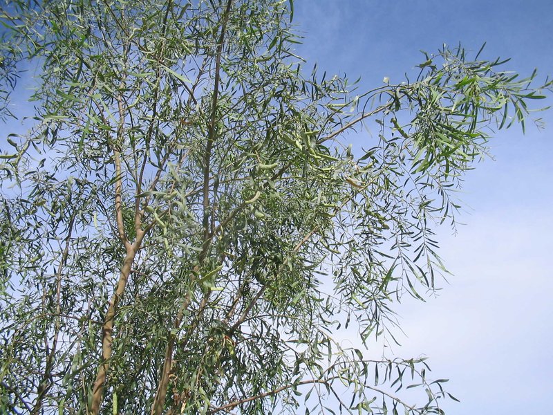 Cooba photo 3