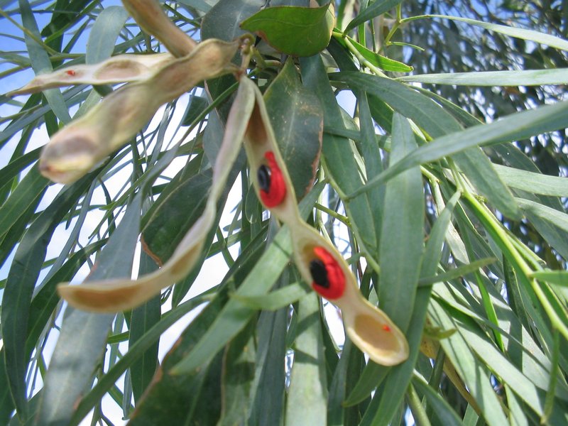 Cooba photo 4