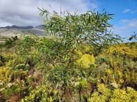 Orange Wattle