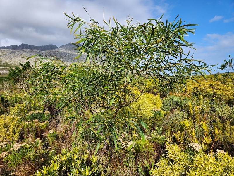 Orange Wattle