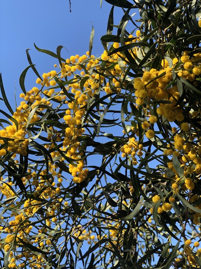 Orange Wattle photo 2