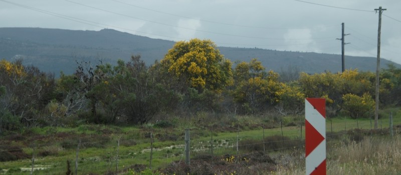 Orange Wattle photo 3