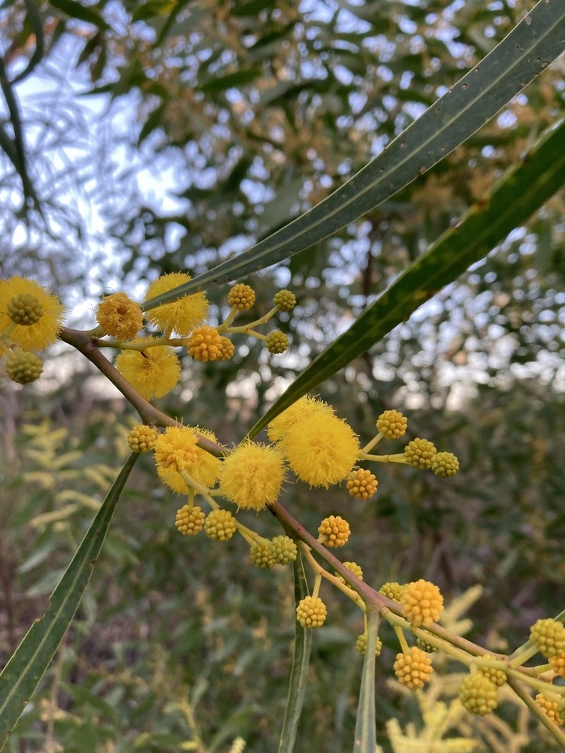 Orange Wattle photo 4
