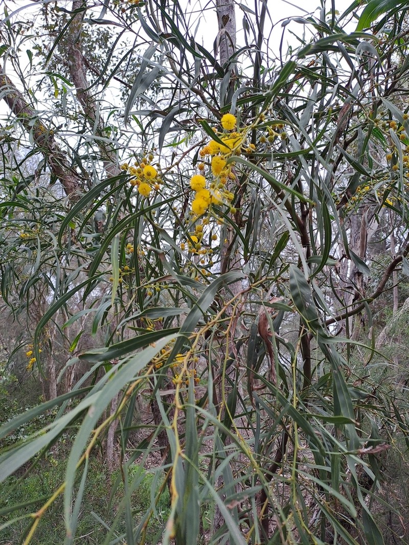 Orange Wattle photo 5