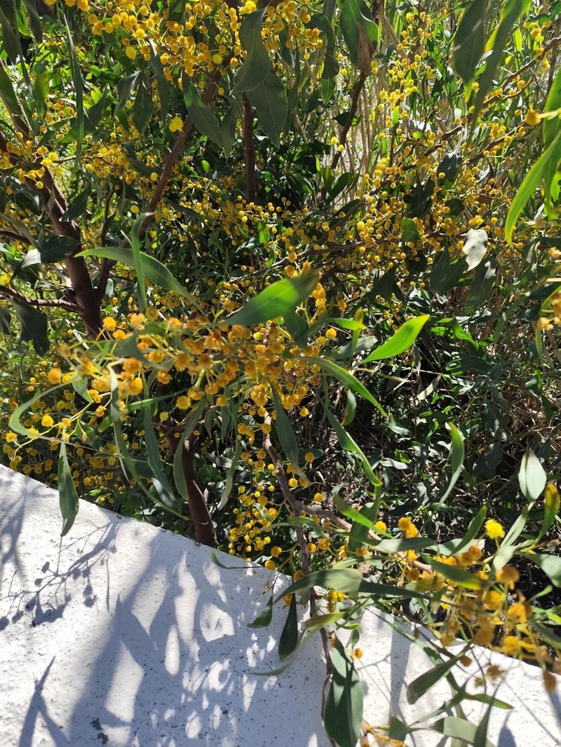 Orange Wattle photo 6