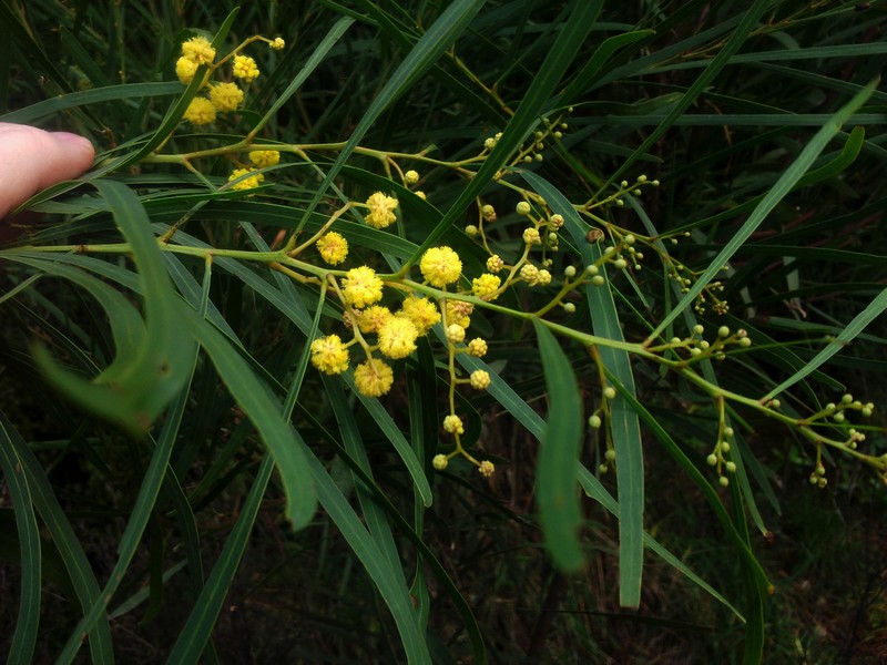 Orange Wattle photo 7