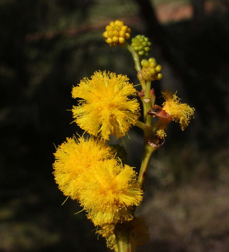 Orange Wattle photo 8