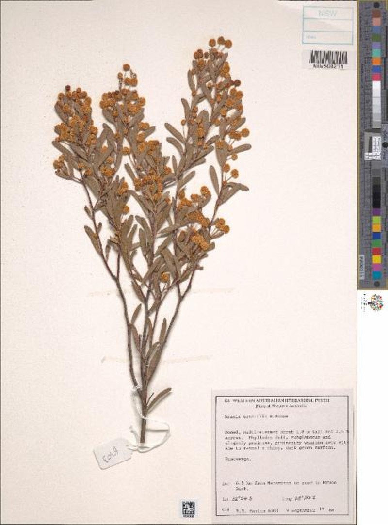 Acacia saxatilis photo 2