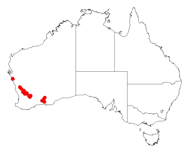 Acacia saxatilis