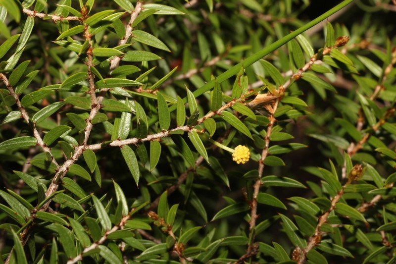 Acacia saxicola photo 2