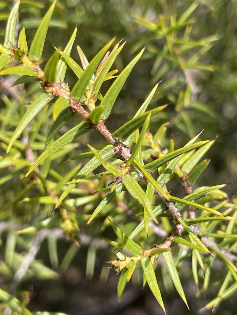 Acacia saxicola photo 3