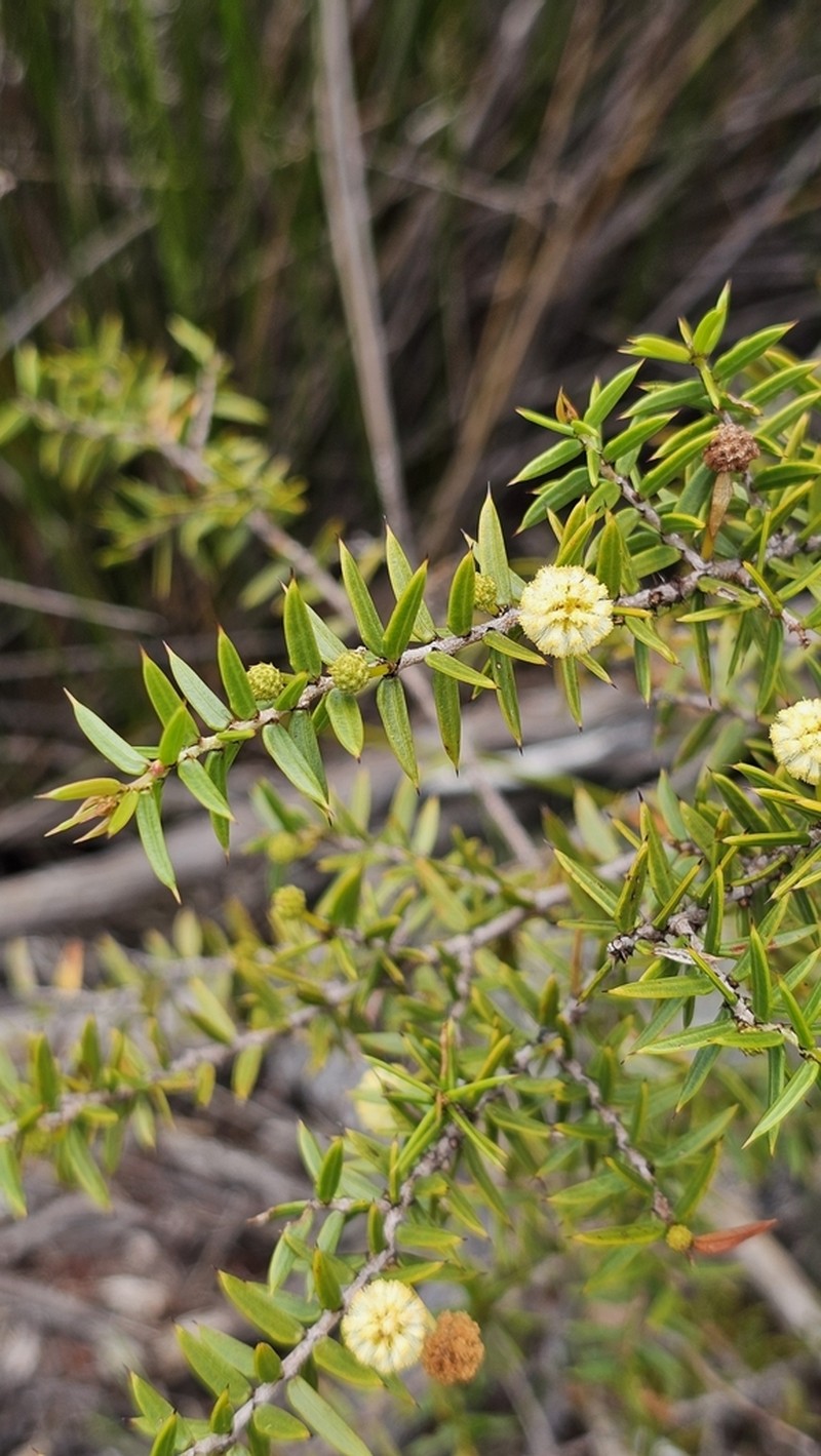 Acacia saxicola photo 4