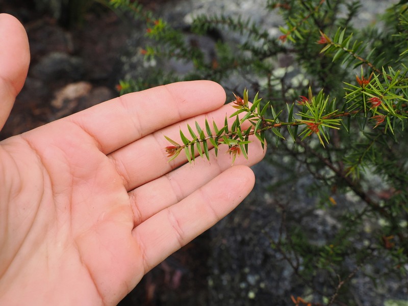 Acacia saxicola photo 5