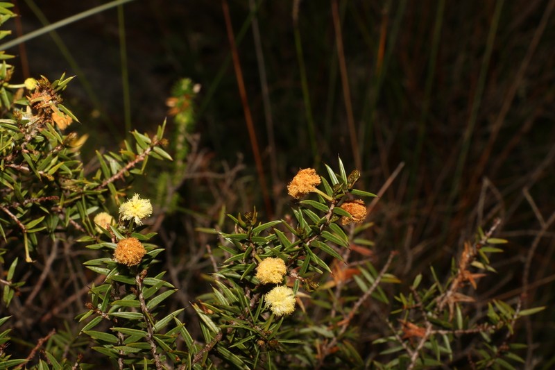 Acacia saxicola photo 6