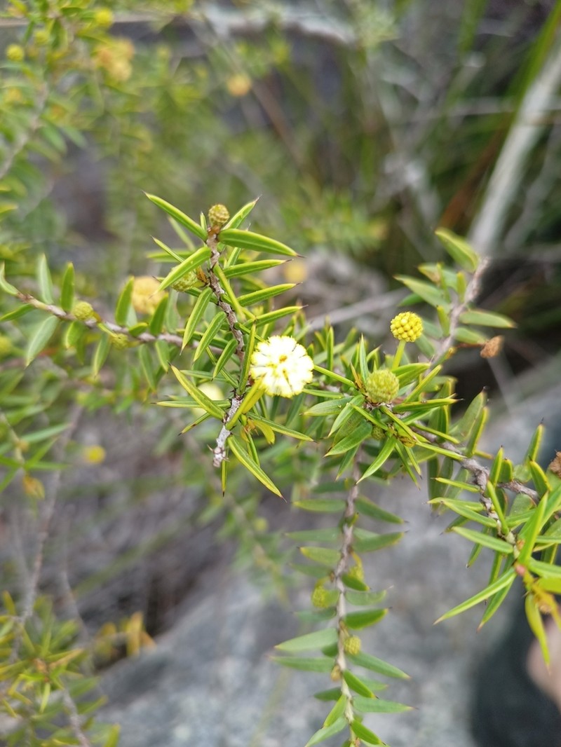 Acacia saxicola photo 7